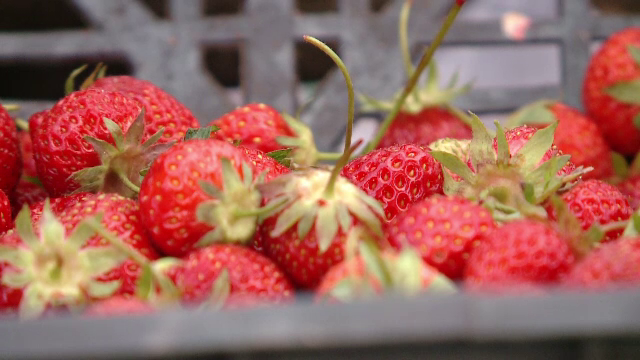 De ce trebuie să spălăm bine căpșunile înainte să le mâncăm. Ce boli pot transmite