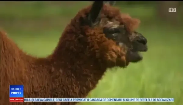 Trei alpacale, pe post de animale de pază: Contribuie la menţinerea liniştii