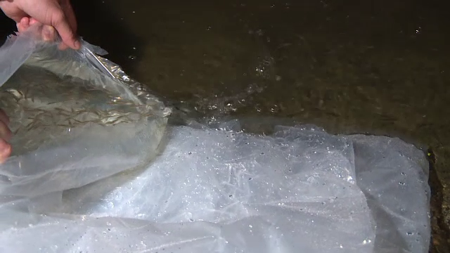 12.000 de puieţi de șalău, eliberaţi în Jiu. Pescarii: “Un vis împlinit”