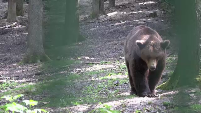 Urși observați într-o pădure din apropierea unui zoo din Târgu Mureş. Avertismentul autorităţilor