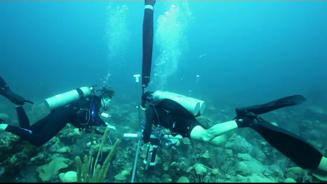 Peste 100 de specii noi de plante și animale marine, descoperite în adâncurile Atlanticului