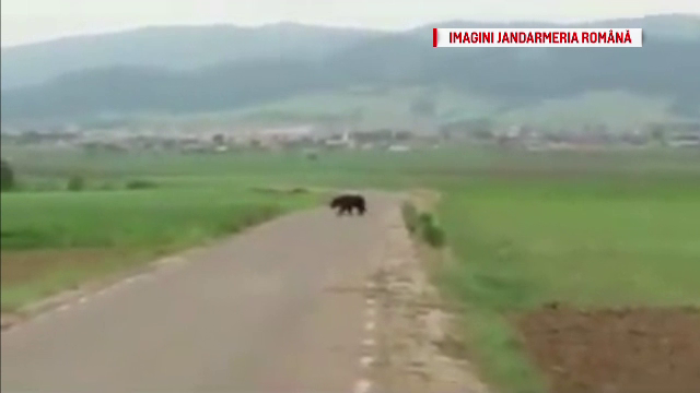 Jandarmii din Harghita au ajutat o ursoaică să-și găsească puii rătăciți