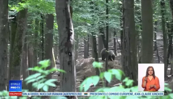 Urși observați într-o pădure din apropierea unui zoo din Târgu Mureş. Avertismentul autorităţilor