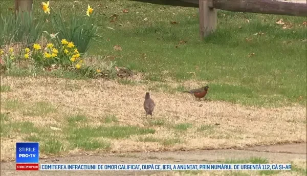 Cine este americanca invitată la nunta prințului Harry: “Sper să o văd pe regină”