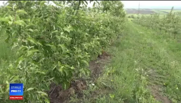 Tot mai mulți tineri se apucă de pomicultură. Fermierii mici pot primii 450.000 de € nerambursabili