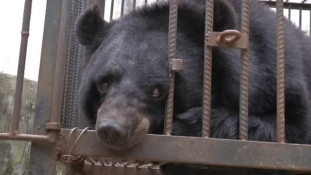 Au crezut că au adoptat un căţel, dar când a crescut și-au dat seama că este un urs