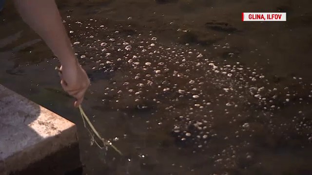 POLUAŢI DE INCOMPETENŢĂ