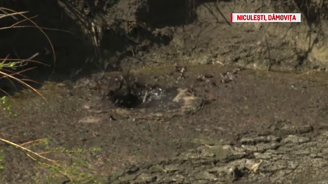 POLUAŢI DE INCOMPETENŢĂ