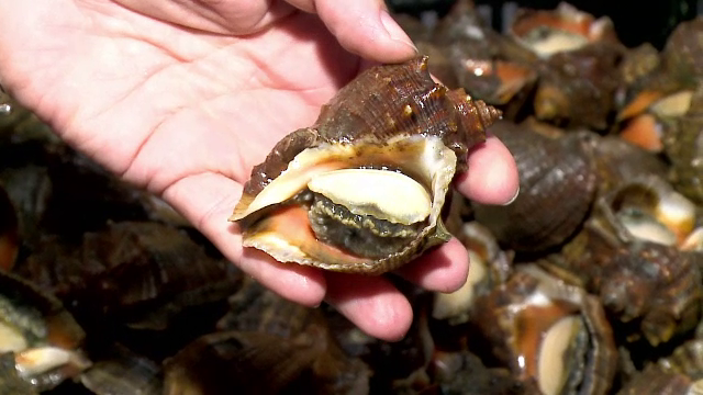 Interdicție pentru pescari privind recoltarea rapanelor din Marea Neagră