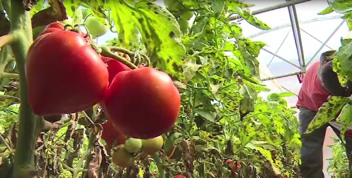 Motivul pentru care roșiile românești se vând cu 25 de lei/kg. Cele importate costă 5 lei