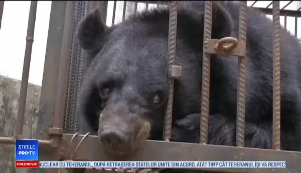 Au crezut că au adoptat un căţel, dar când a crescut și-au dat seama că este un urs