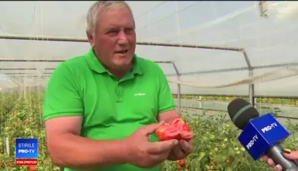 Motivul pentru care roșiile românești se vând cu 25 de lei/kg. Cele importate costă 5 lei