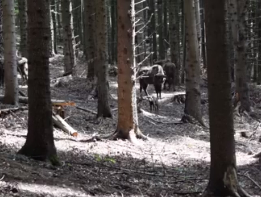 Imagini cu primul pui de zimbru născut în această primăvară într-o rezervație din Neamț. VIDEO