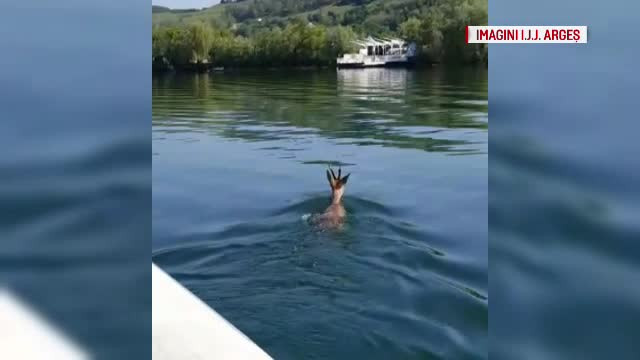 Intervenție neobișnuită în Pitești. Jandarmii au ajutat un pui de căprioară căzut în apă