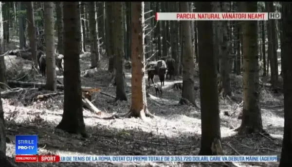 Imagini cu primul pui de zimbru născut în această primăvară într-o rezervație din Neamț