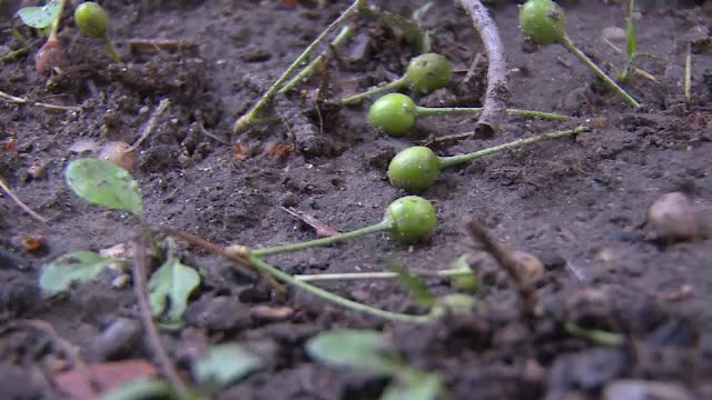 Festivalul Ţuicii din Argeş, compromis de grindină. "Am zis că e sfârşitul Pământului"