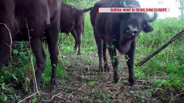 Munţii din România care vor fi repopulaţi cu zimbri. Sunt doar 7.000 în toată Europa