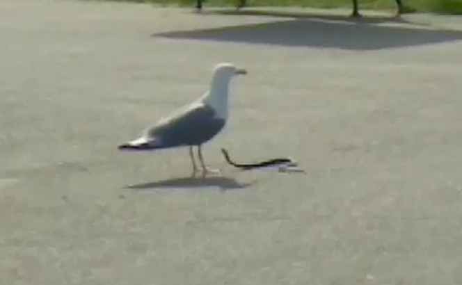 Un șarpe a stârnit panică la un loc de joacă din Constanța. VIDEO