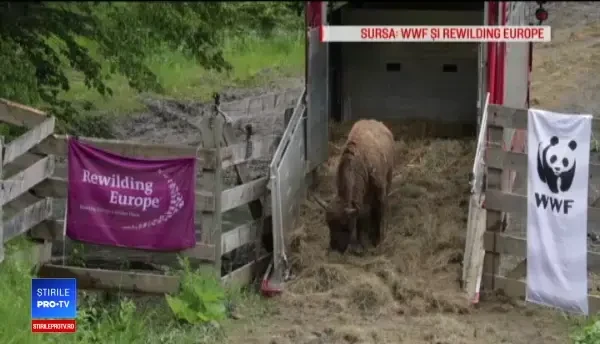 Munţii din România care vor fi repopulaţi cu zimbri. Sunt doar 7.000 în toată Europa