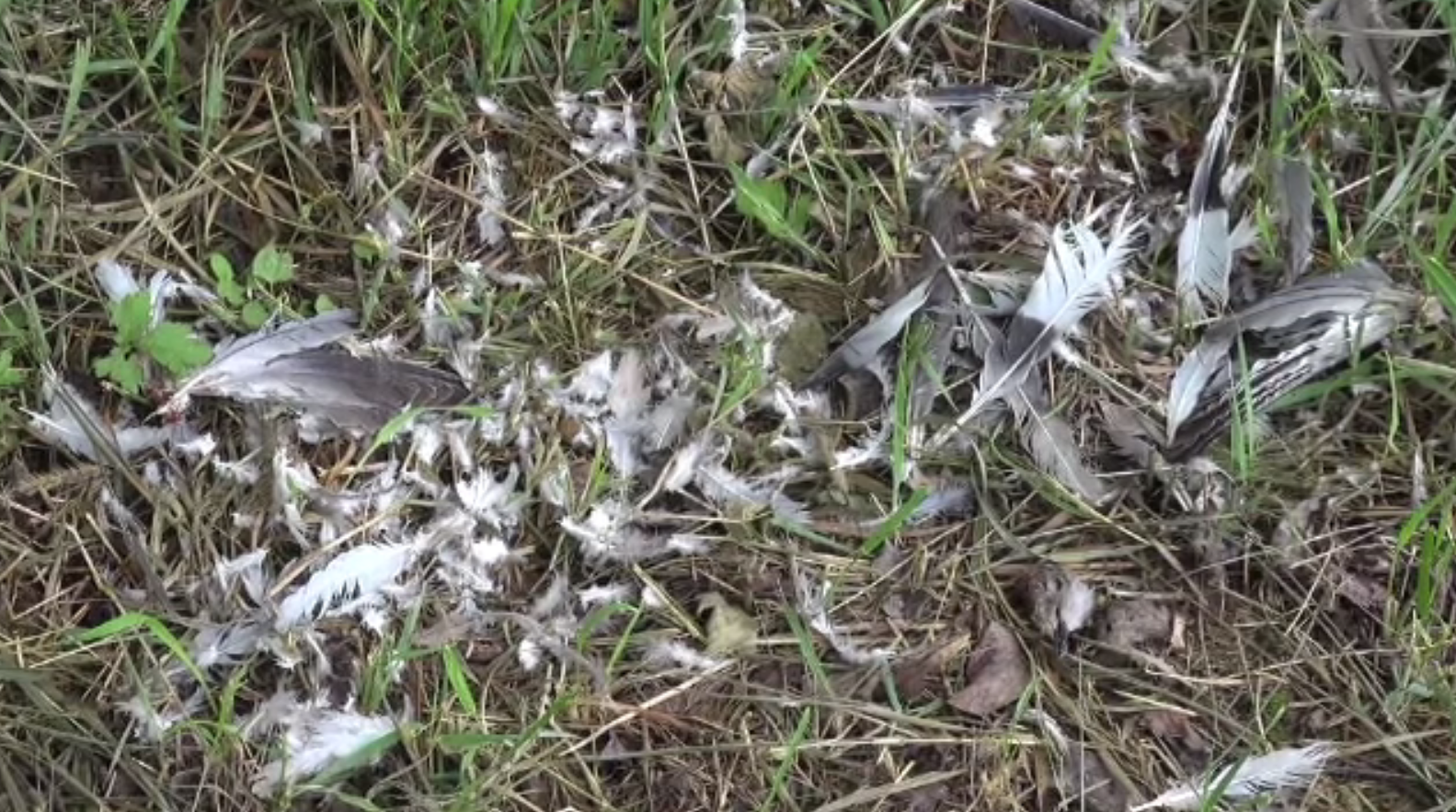 Sute de păsări găsite moarte în Bacău. Localnicii dau vina pe o firmă de detergenți