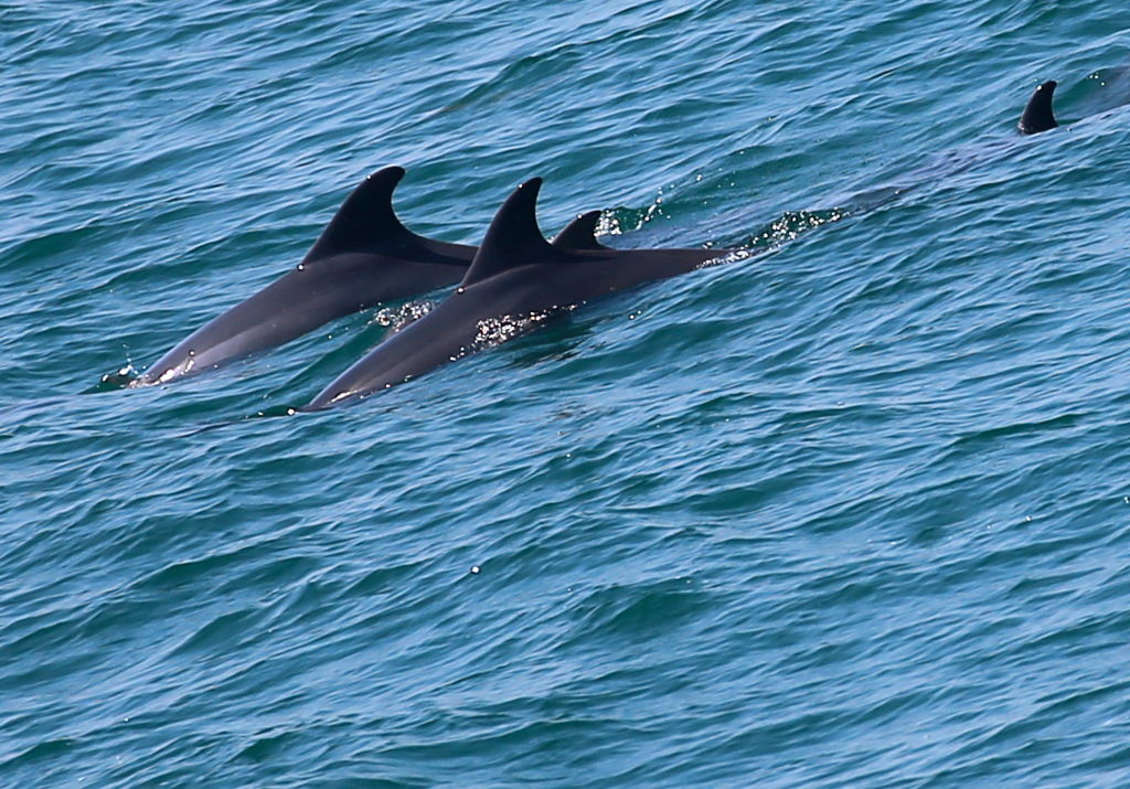 "Delfinii soldaţi" ai Ucrainei ar fi preferat să moară decât să îi servească pe ruşi