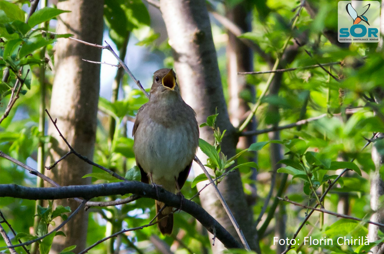 Noaptea Privighetorilor 2018: ”Vrem să reîmprietenim oamenii cu păsările din orașe”