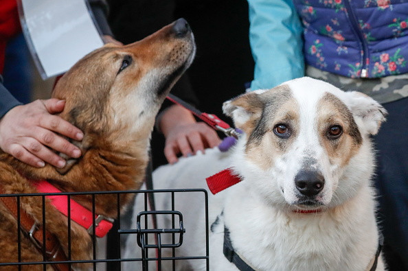 Autorităţile ruse extermină câinii şi pisicile maidaneze, înaintea CM de Fotbal