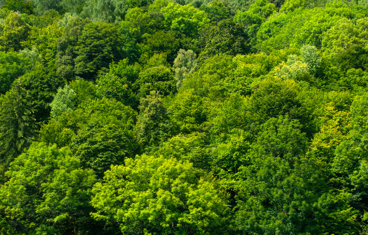 O mamă şi cei doi copii ai ei, rătăciţi într-o pădure din Gorj. Cum i-au găsit pompierii