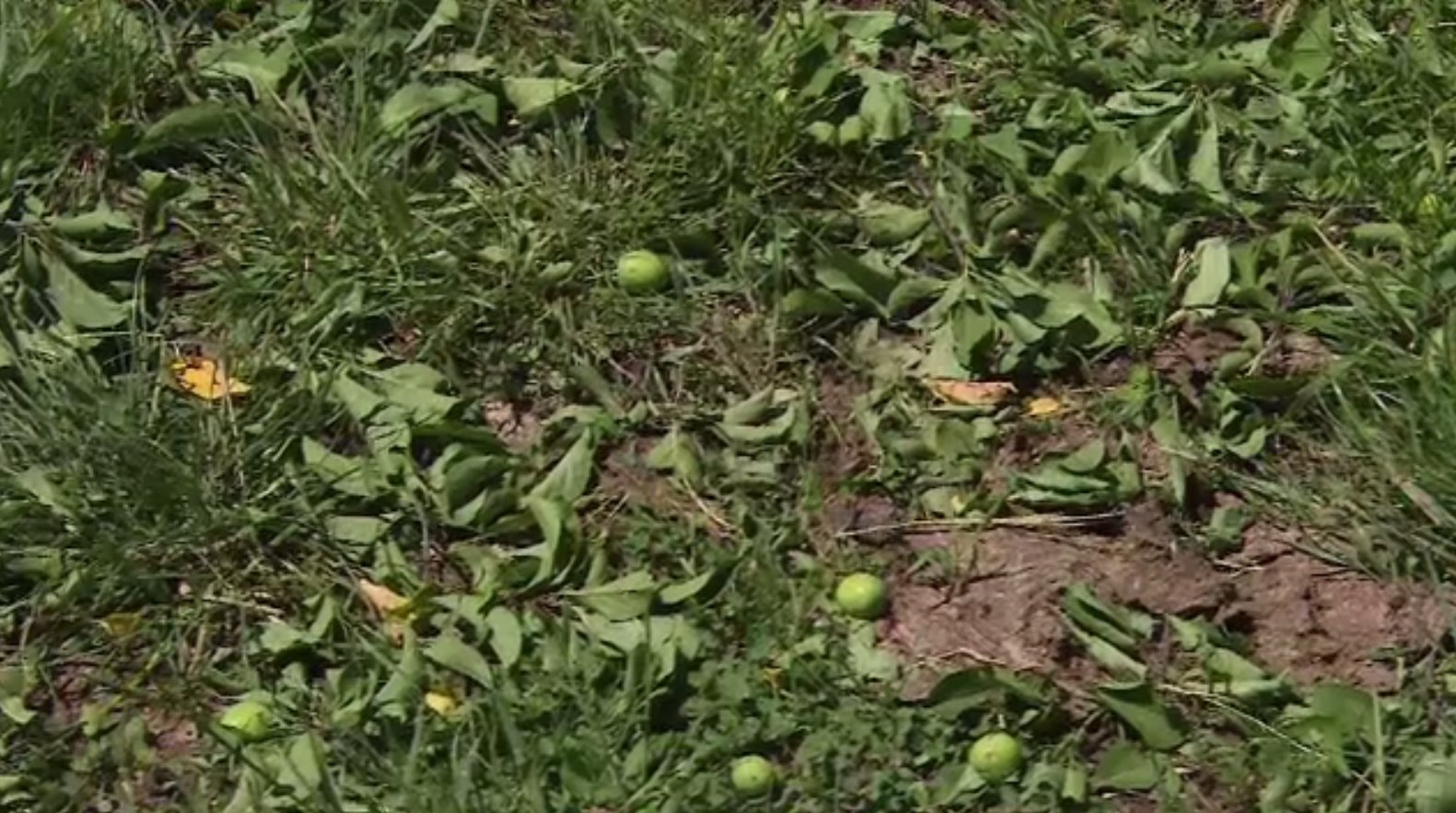 Culturi puse la pământ de o furtună puternică cu gheață, în Olt. ”Cât oul de bibilică”