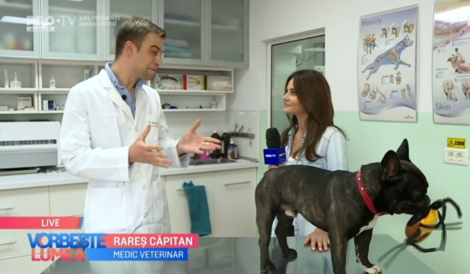 Cum ferim câinii de atacul căpușelor. Sfaturi importante de la veterinar