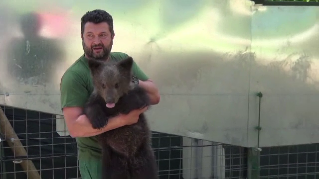 Pui de urs, adus în rezervația Zărnești, după ce a fost găsit de turiști