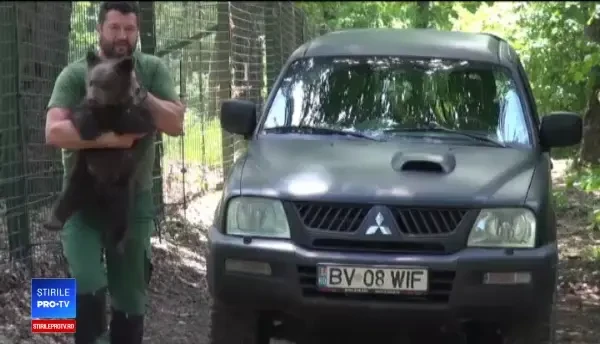 Pui de urs, adus în rezervația Zărnești, după ce a fost găsit de turiști
