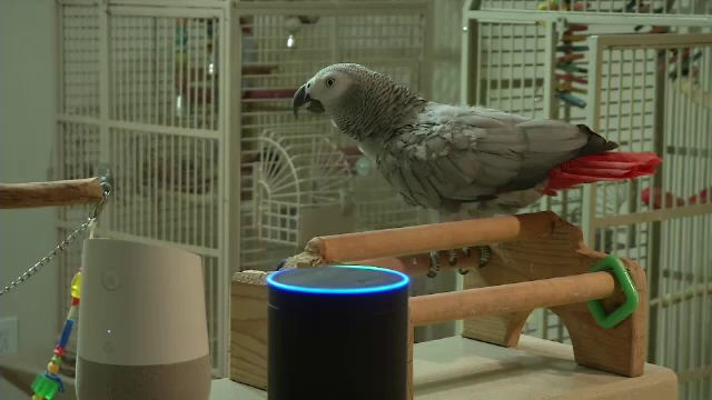 Un papagal face senzație pe internet, după ce a învățat să folosească asistentul virtual Alexa