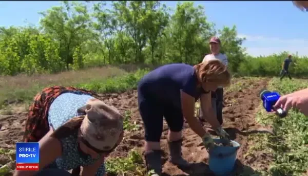 Cartofii noi româneşti nu mai ajung în pieţe, ci la export. Profituri uriașe pentru fermieri