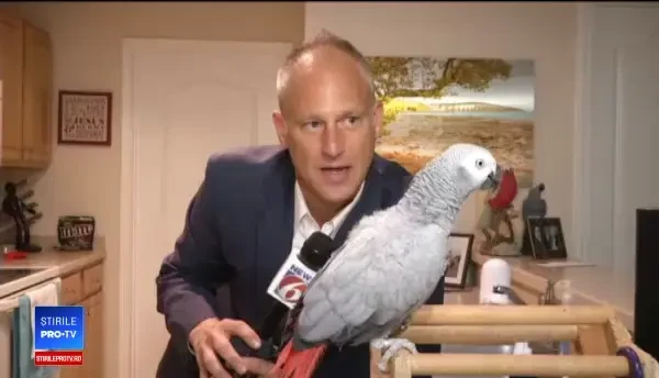 Un papagal face senzație pe internet, după ce a învățat să folosească asistentul virtual Alexa