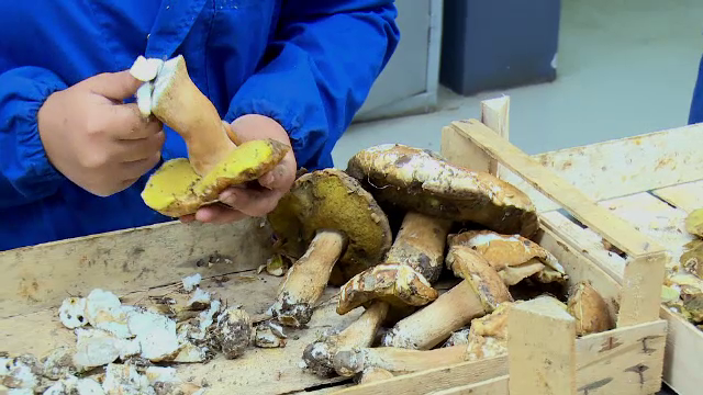 Ciupercile româneşti, la mare căutare de străini: “Sunt mulţumiţi de ceea ce găsesc”