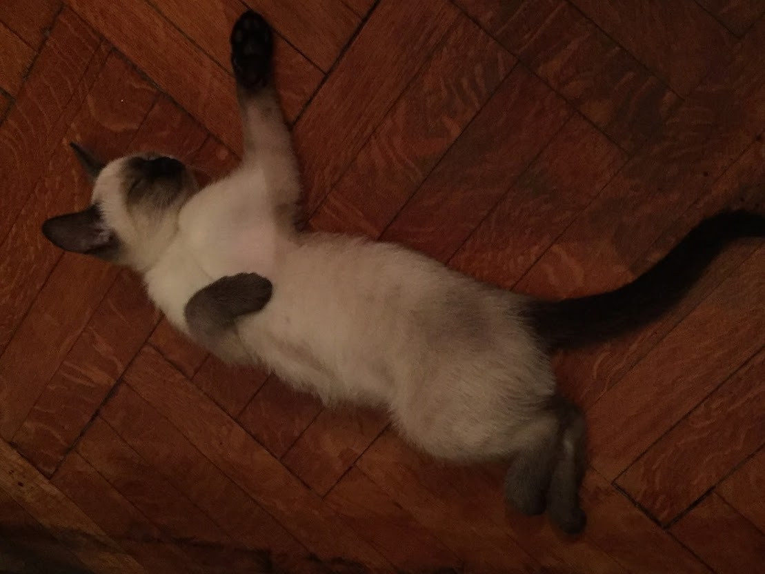 O femeie din Rusia şi-a ars de vie pisica în cuptor, fiindcă era sătulă să strângă după ea