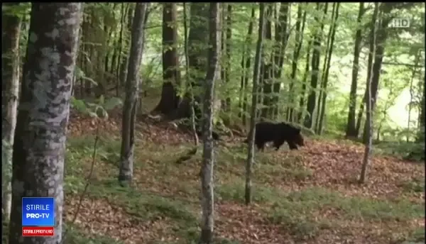 Ursul Șoni din Harghita a mușcat o turistă din Ungaria, care voia un selfie cu el