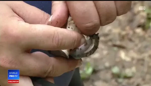 Ciupercile româneşti, la mare căutare de străini: “Sunt mulţumiţi de ceea ce găsesc”