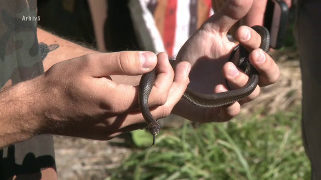 Sezonul de împerechere al șerpilor a început și sunt extrem de agresivi