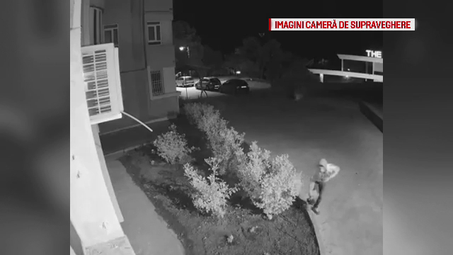 Hoț surprins de camerele de supraveghere, furând flori din grădina unui medic constănțean