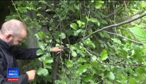 Sezonul de împerechere al șerpilor a început și sunt extrem de agresivi