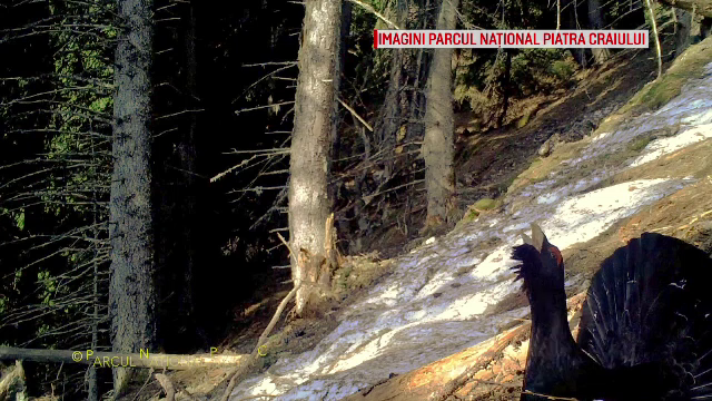 Imagini rare cu un cocoș de munte, în timpul ritualului de împerechere