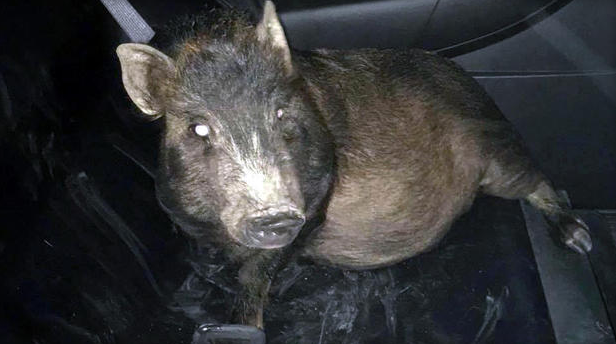 Un bărbat a chemat poliția fiindcă un porc îl urmărea