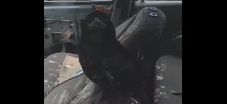 Dacia Logan devastată de o cioară în interior. Imaginile postate pe YouTube. VIDEO