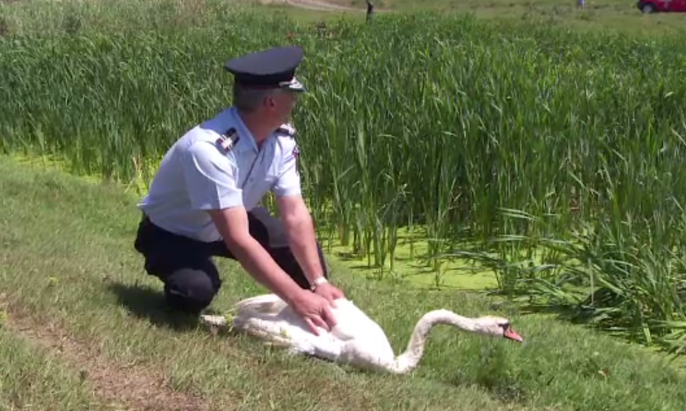 O lebădă rănită a stat o lună ascunsă în stuf până să fie salvată de pompieri