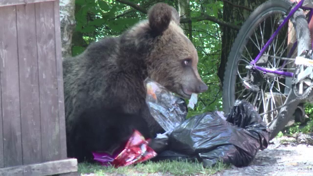 Ministerul Mediului va decide soarta ursului care a mușcat o turistă ce voia să facă selfie cu el