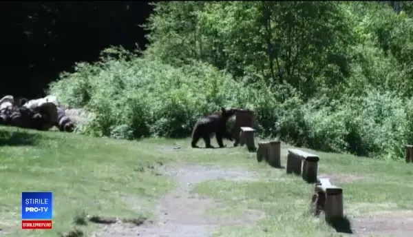 Ministerul Mediului va decide soarta ursului care a mușcat o turistă ce voia să facă selfie cu el