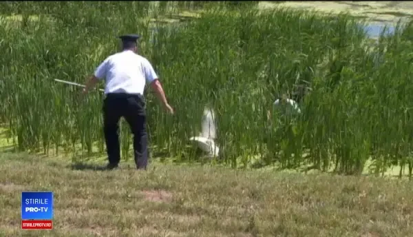 O lebădă rănită a stat o lună ascunsă în stuf până să fie salvată de pompieri
