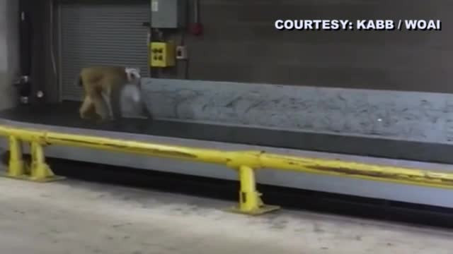 Aeroport din SUA în alertă din cauza unei maimuţe. Cum a ajuns acolo